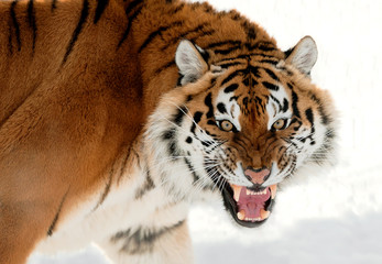 Siberian Tiger Growling