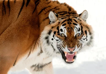 Zelfklevend Fotobehang Siberian Tiger Growling © Uryadnikov Sergey