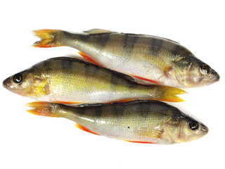 river perch
