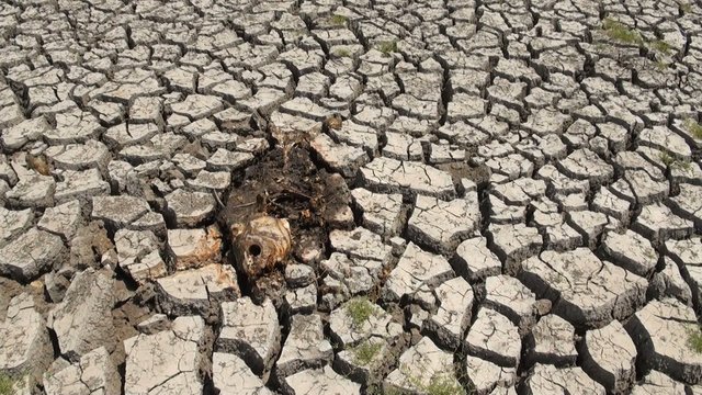 Fish killed by extreme drought