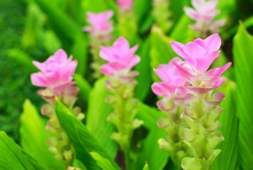 Beautiful siam tulip flowers