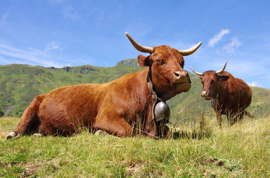 Vaches salers dans les montagnes cantaliennes