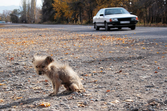 Hund am Stra&szlig;enrand