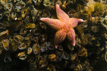 seestern auf muscheln © DLux