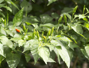chillis on a bush