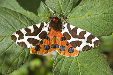Garden Tiger Moth on Leaves