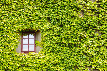 Ivy covered wall and window