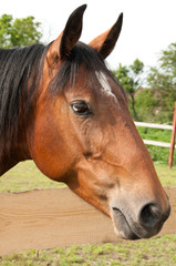 Large portrait of  beautiful thoroughbred horse