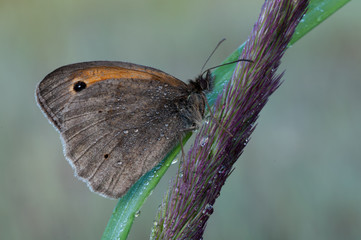 Fototapeta premium Maniola jurtina