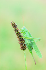 Tettigonia viridissima