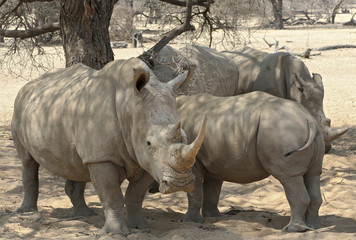 Naklejka premium Nashorn, Rhinozeross, Nashornguppe