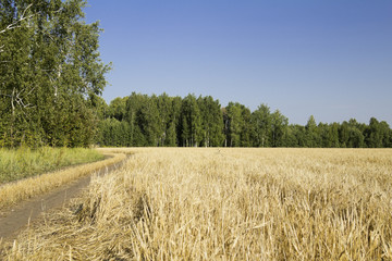 Russian field.