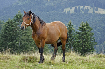 Fototapeta na wymiar Koń w Karpatach