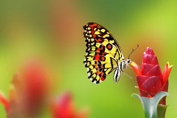 Monarch Butterfly