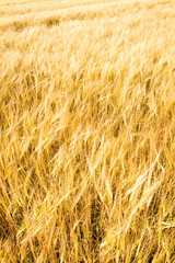 Gold field background