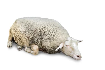 Crédence de cuisine en verre imprimé Moutons Sleeping sheep on white