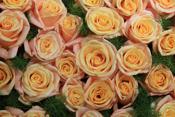 Fototapeta na wymiar żółte różowe róże w słońcu