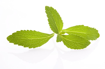 Stevia Rebaudiana leafs isolated on white background