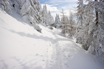 Snowy path