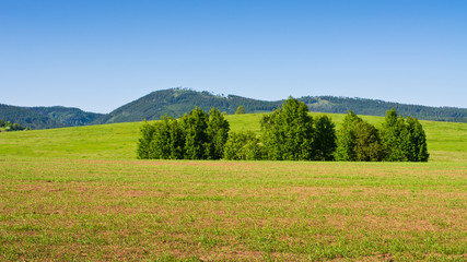 Field during the springtime