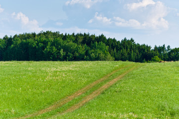 Fototapeta na wymiar Path near the forest