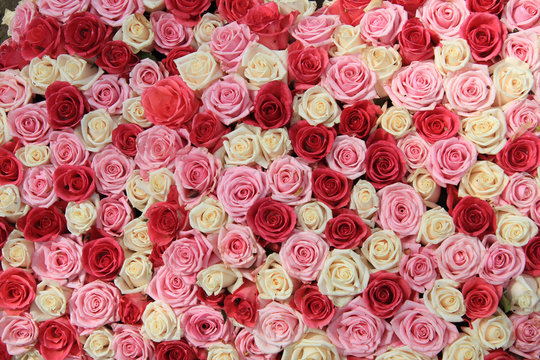 White and pink roses in arrangement