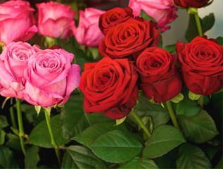 Rote Rosen, rosa, Symbol für Liebe, Rosenstrauß, Floristik