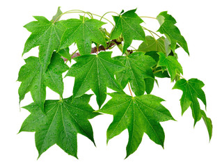 Kalopanax septemlobus