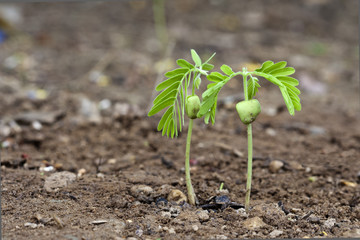 Tamarind sprout