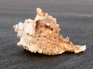 Cool Shell On Beach