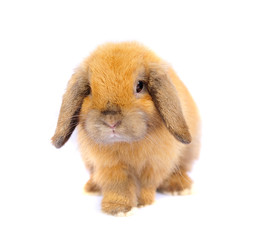 Lop rabbit on white background