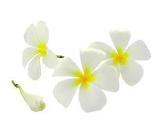 Crédence de cuisine en verre imprimé Frangipanier Tropical flowers frangipani (plumeria) isolated on white backgro