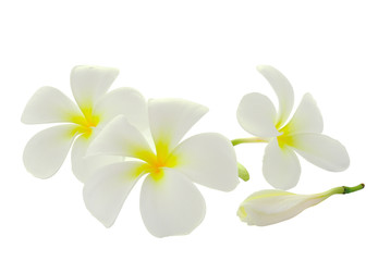 Naklejka premium Tropical flowers frangipani (plumeria) isolated on white backgro
