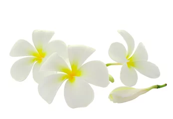 Zelfklevend Fotobehang Tropical flowers frangipani (plumeria) isolated on white backgro © sommai