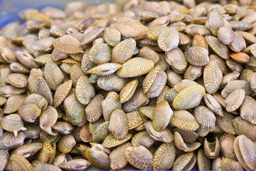 fresh clams in the market