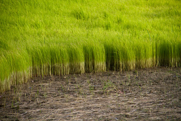 Paddy Rice Fields