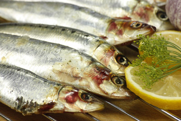 sardines