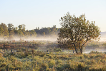 Autumn morning mist