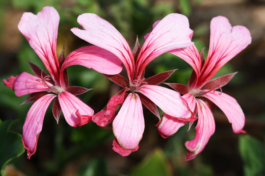 BLUMEN_0433_Geranie