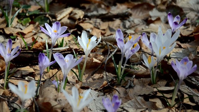 view to spring flowers in the forest