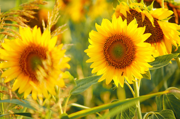 Obraz premium Beautiful sunflowers in the field