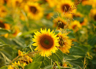 Beautiful sunflower and blured field of sunflowers