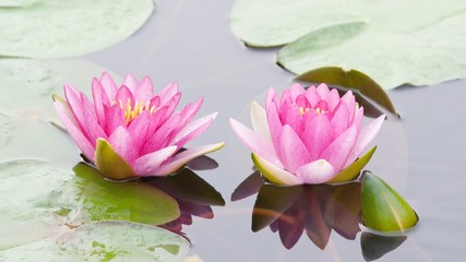 Water lily or lotus flower