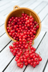 Red Currants in a Bowl/Rote Johannisbeeren in einer Schale