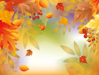 Autumn card with maple leafs. vector illustration