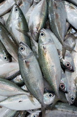 fresh fish at the market