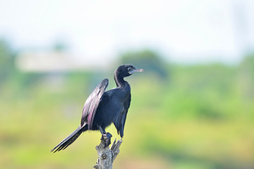 Obraz premium Little Cormorant bird