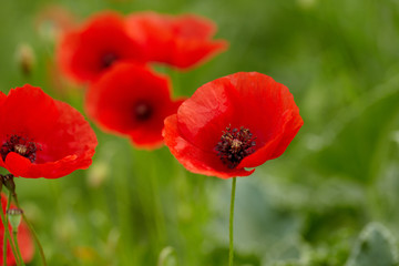 Field of poppies