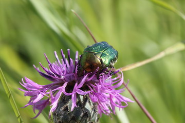 Rosenkäfer auf Wiesen-Flockenblume