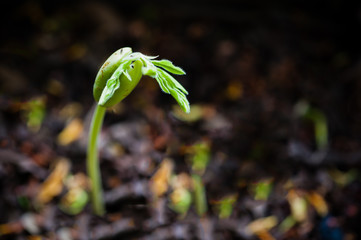 Seed of plant growing from soil on ground
